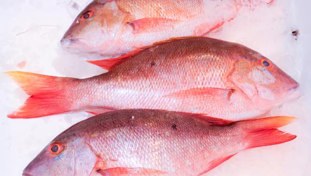 Frozen Red Snapper Taste - Frozen Red Snapper, Red Snapper Fillets for Sale, Red Snapper Wholesale Prices, Red Snapper Benefit