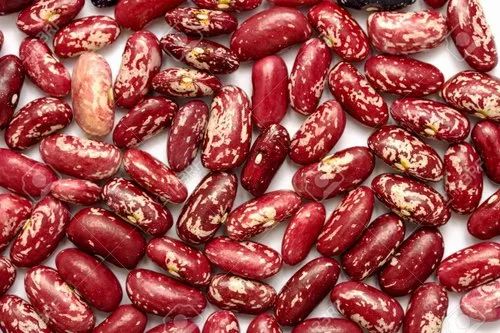 Red Speckled Kidney Bean, राजमा - Chetan Trading Company, Dewas | ID: 22802577433