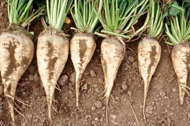 Beet Sugar