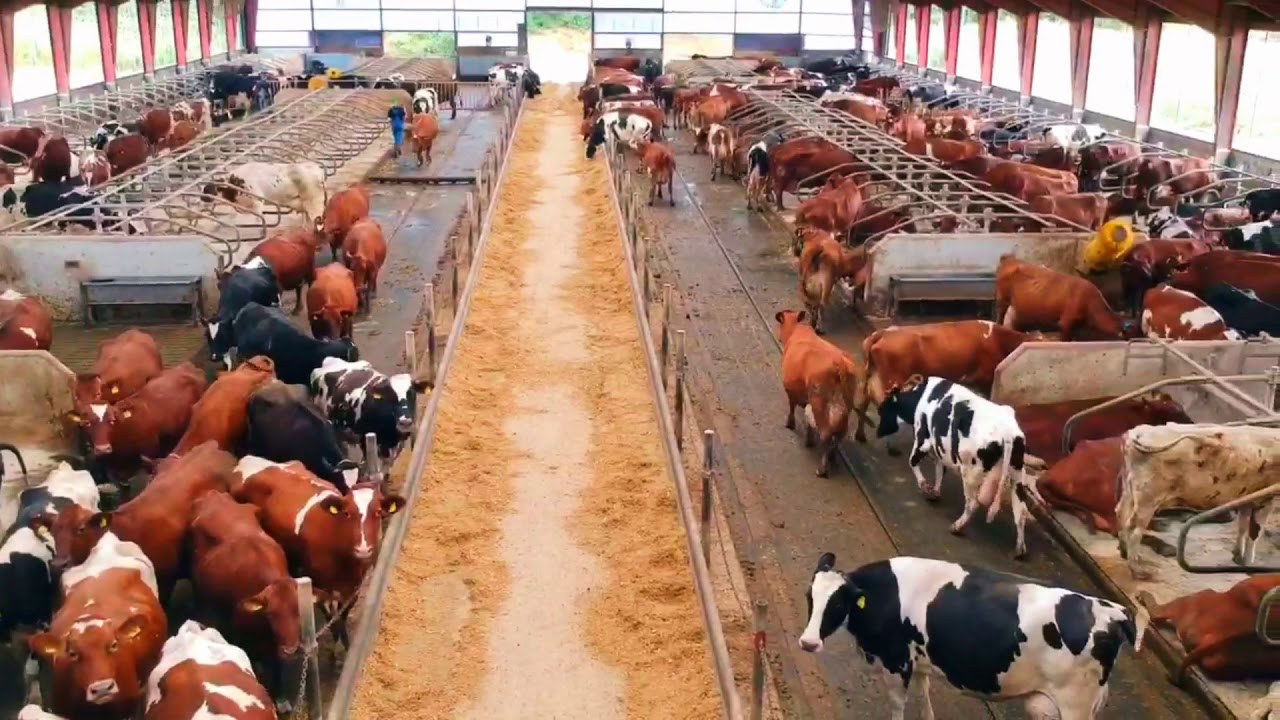 Livestock & Farm Animals