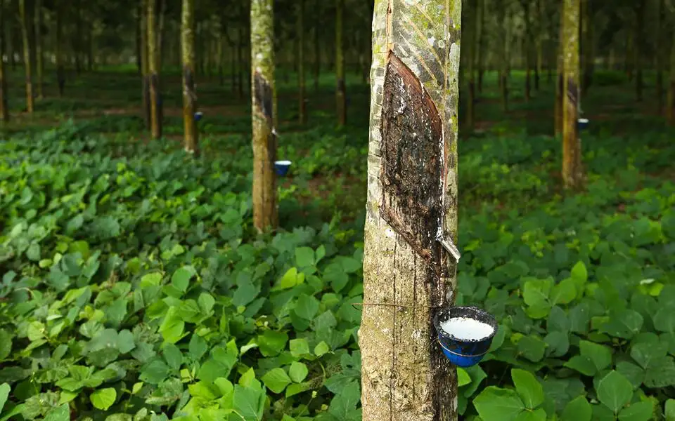 Buy High Quality 100% Natural Rubber Eco Friendly.