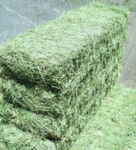 Alfalfa Hay Bales