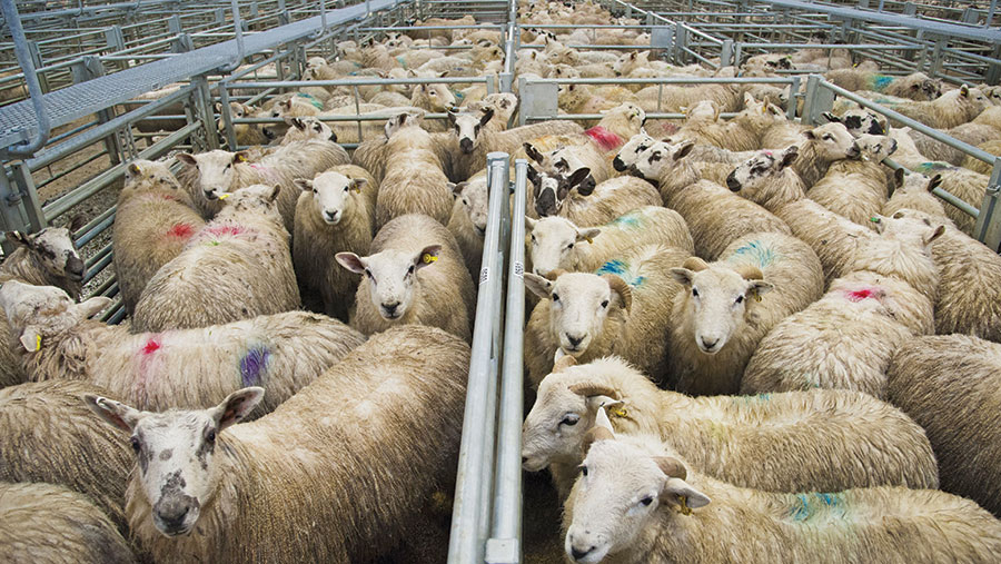 Livestock & Farm Animals