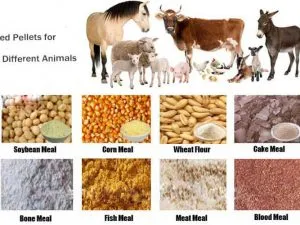 Animal Feed Wholesale