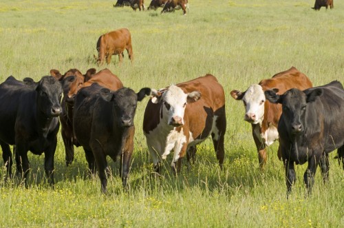 Livestock & Farm Animals