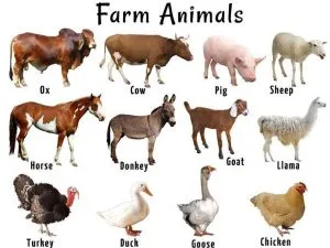 LLivestock Farm Animals