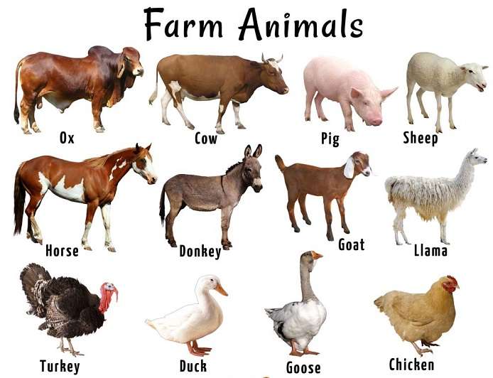 LLivestock Farm Animals