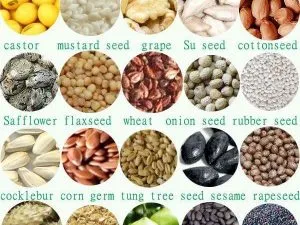 Oil Seed Wholesale