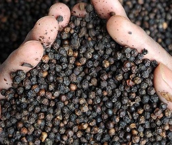 Whole Black Pepper Wholesale