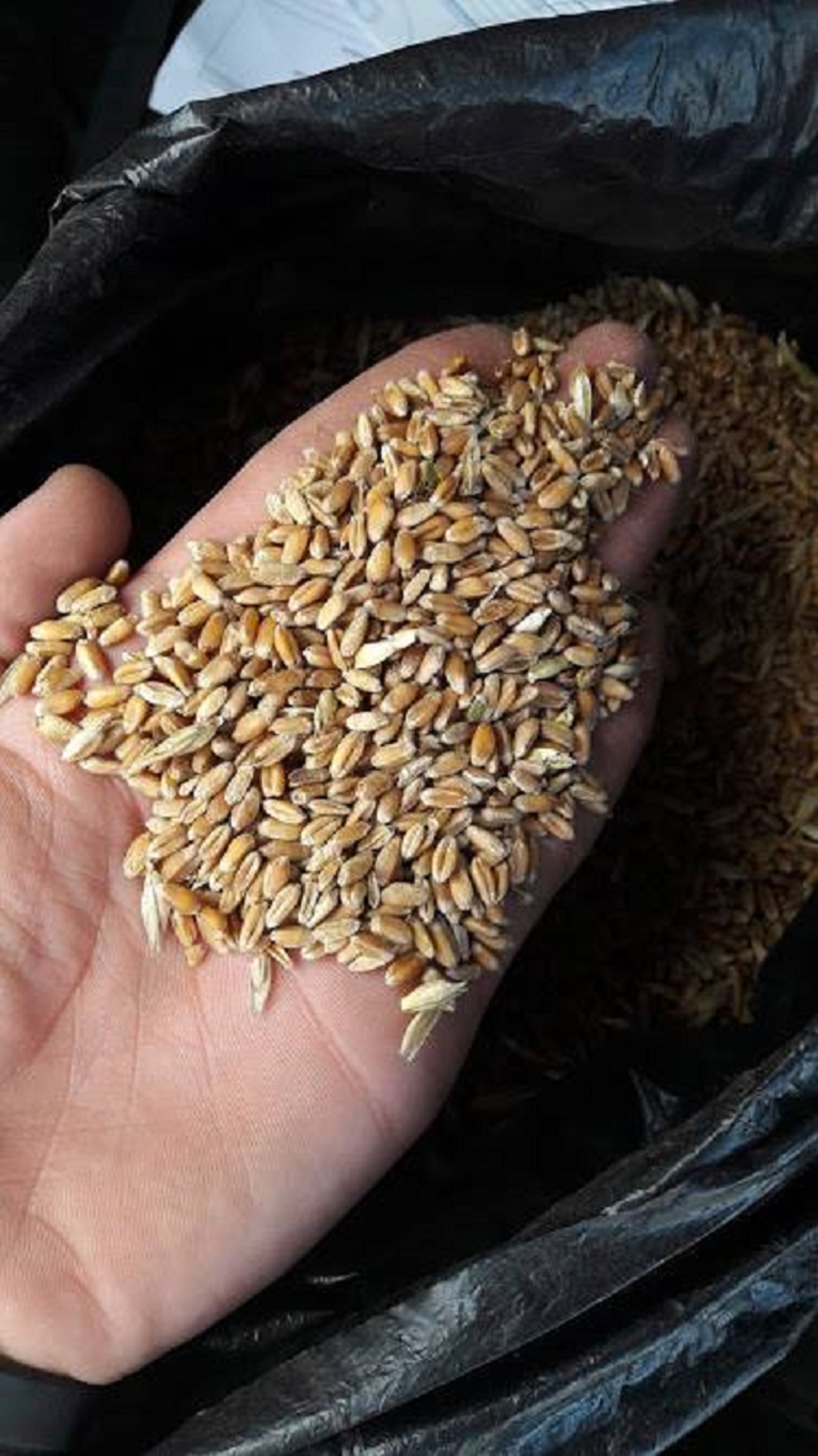 Wheat Grains