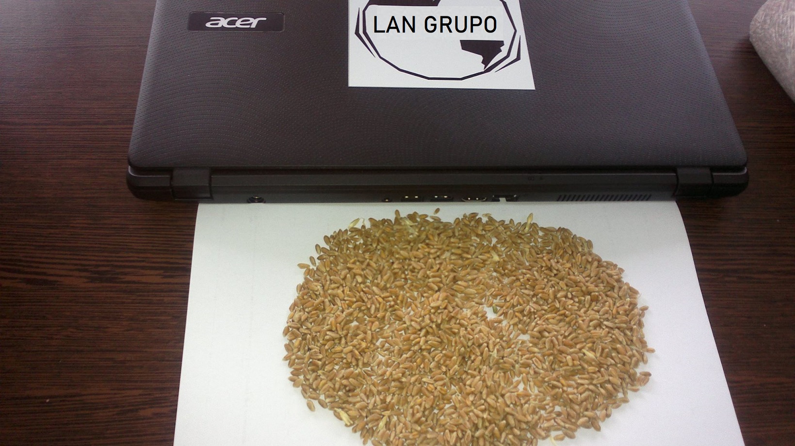 Wheat Grains