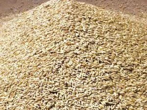 Wheat Grain Wholesale Supplier