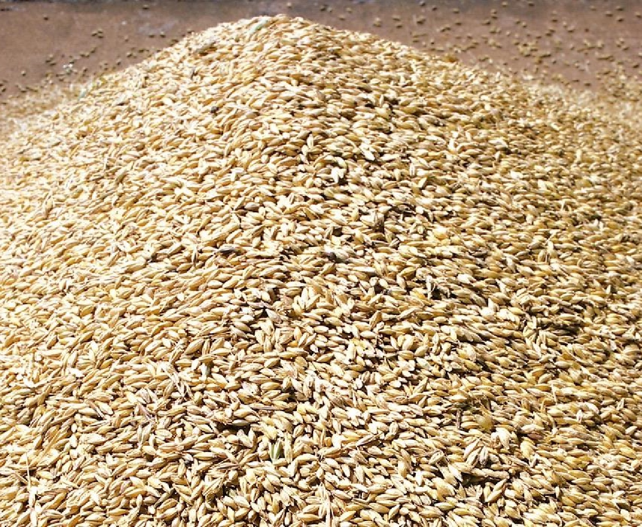 Wheat Grain Wholesale Supplier