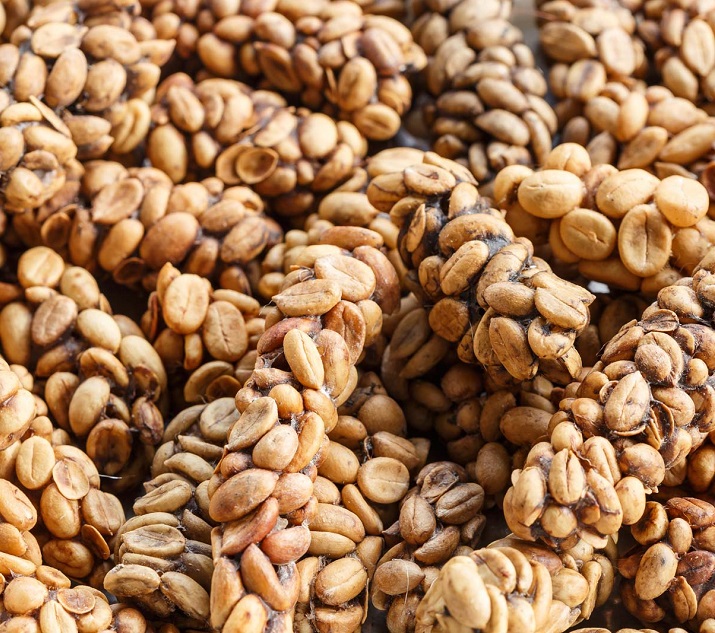 Kopi Luwak Coffee Beans