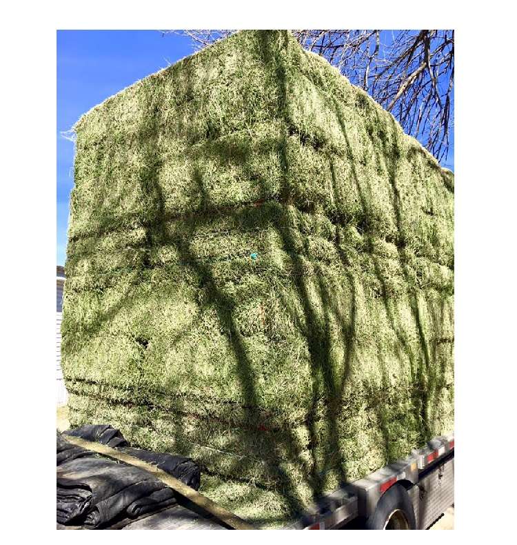 Alfalfa Hay Premium Standard