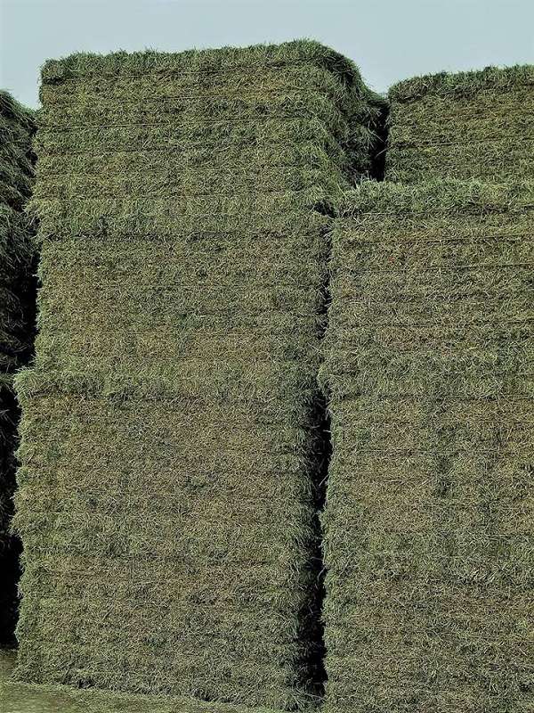Alfalfa Hay Premium Standard