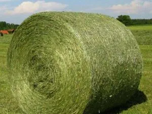 Alfalfa Hay Premium Standard