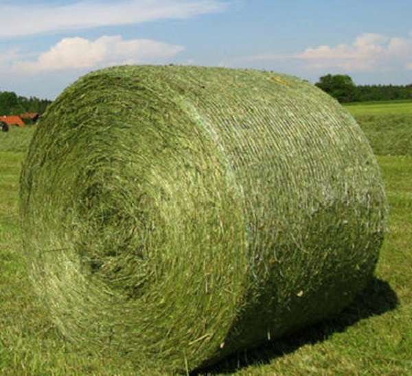 Alfalfa Hay Premium Standard