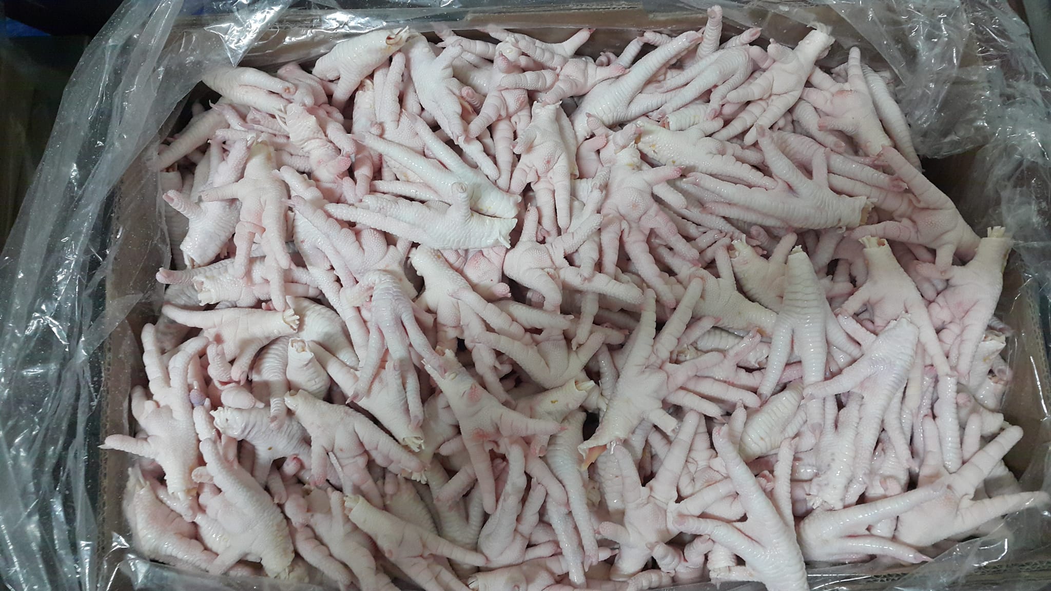 Halal Frozen Chicken Paws