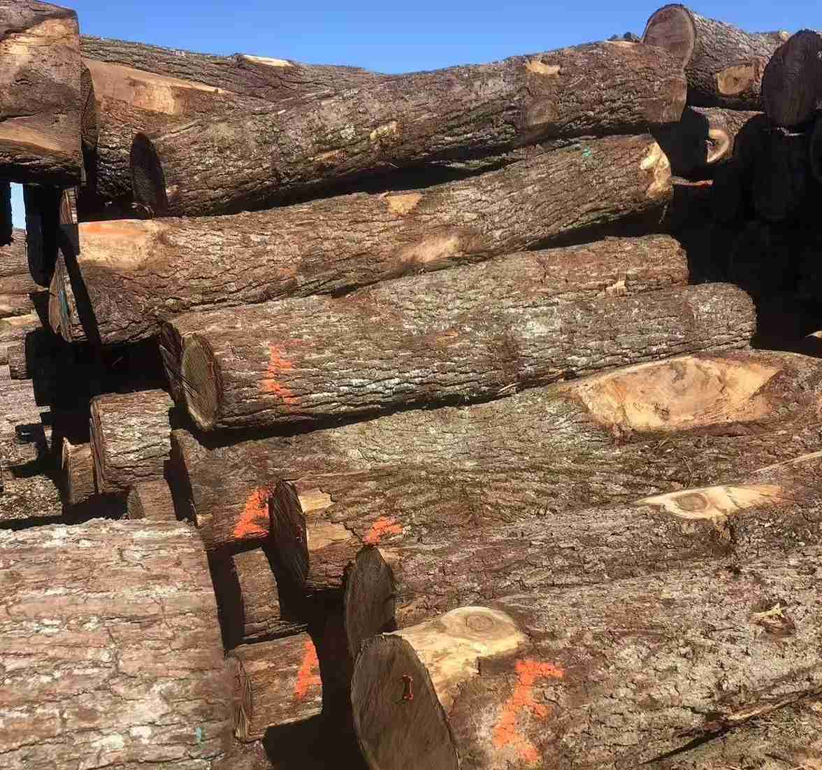 Black Walnut Logs