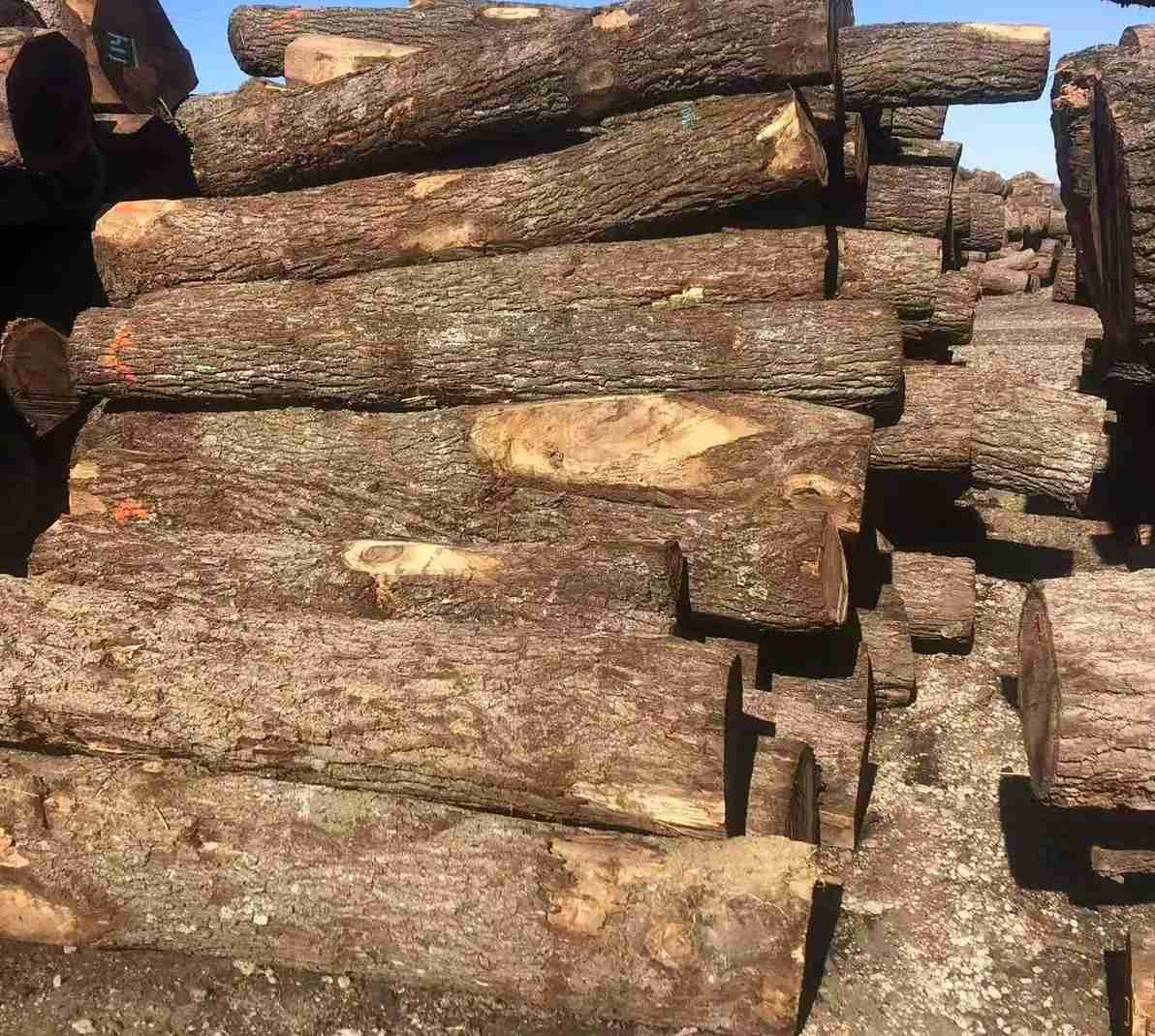 Black Walnut Logs