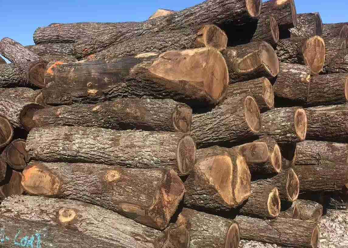 Black Walnut Logs