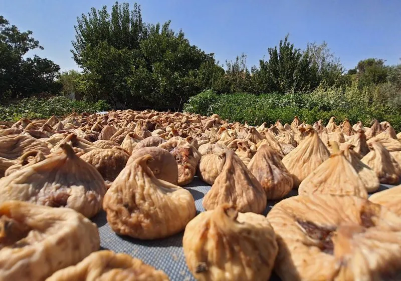 Wholesale Dried Figs Natural